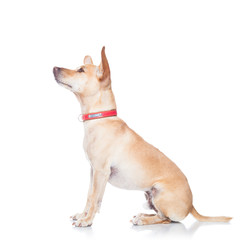 dog and owner for a walk