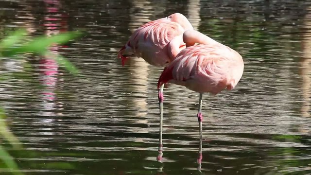 Two Pink Flamingos in the lake