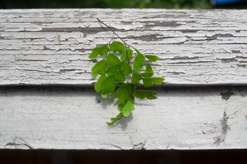 Green leaves on crack window
