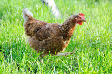 Chicken