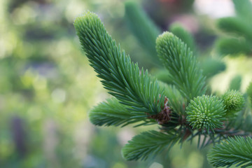 Young spruce tree 