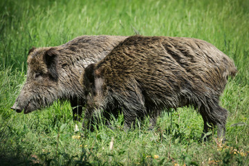 Fototapeta premium Wild boar in spring