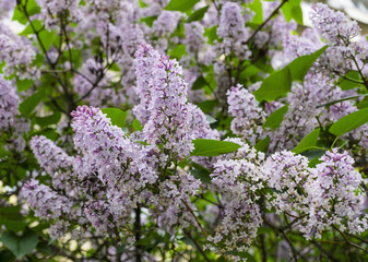 Purple violet lilac bush