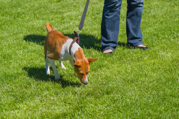 Naklejka na ściany i meble Basenji strains dog's lead trying to find something in grass