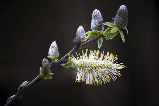 Salix