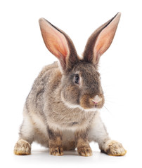 Obraz premium Brown rabbit.