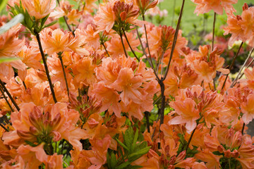 Green bush of orange flowers background