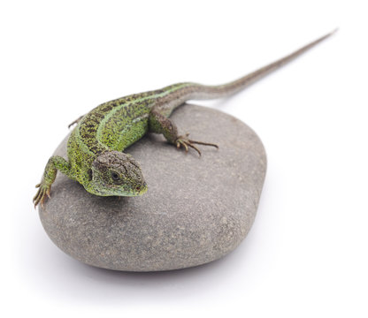 Lizard on the stone.
