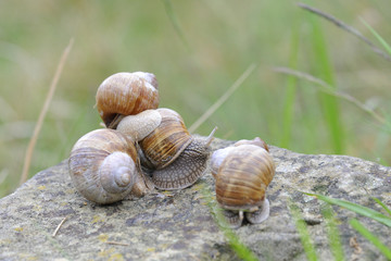 Weinbergschnecken