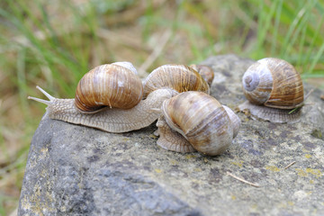 Weinbergschnecken
