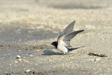 Rauchschwalbe beim Abflug