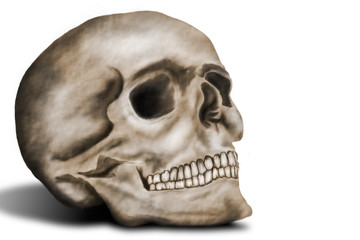 Obraz premium human skull