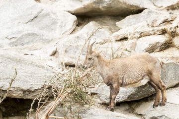 Alpine Ibex