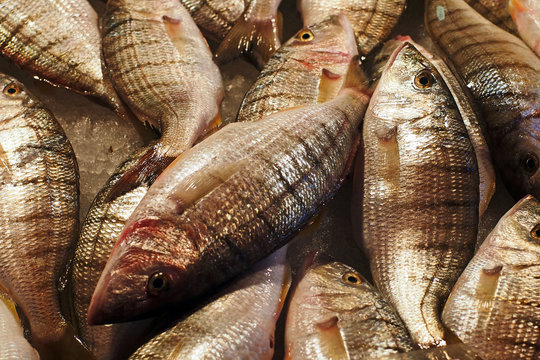 Italian fish market - Sand steenbras (Lithognathus mormyrus) 