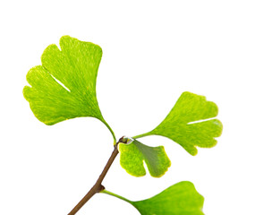 Fototapeta premium Ginkgo biloba tree branch