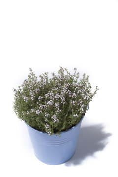 Thyme in blue bucket isolated on white background