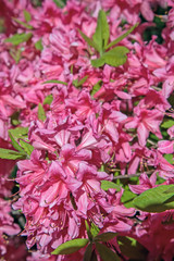 Blooming rhododendron