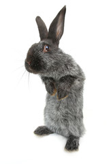 gray rabbit