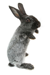 gray rabbit
