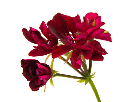 dear red pelargonium