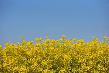 Obraz premium Rapeseed field