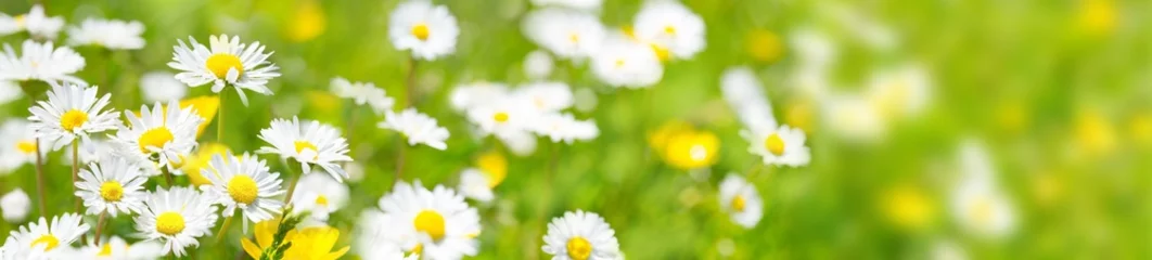 Tuinposter Natuur Bloemenweide - panorama met hoge resolutie