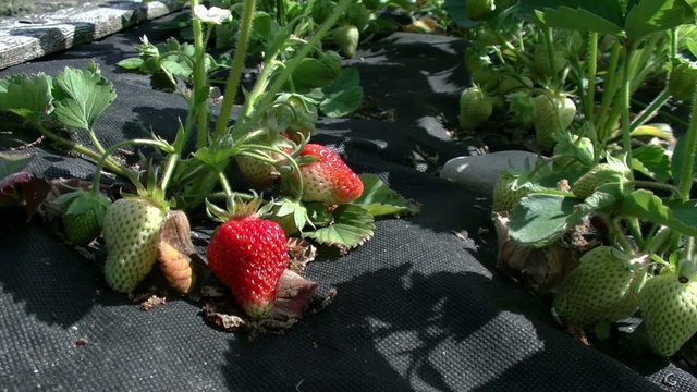 strawberry ripens 01/Strawberries growing at Agrotextile