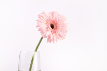  sweet pink  Gerbera flower with water droplet