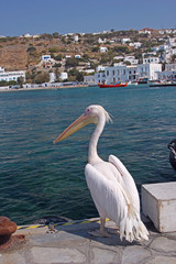Pelican in Mykonos, Greece