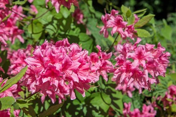 Blooming rhododendron