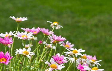 Fototapeta premium Margeriten im Frühling