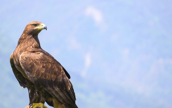 Steinadler