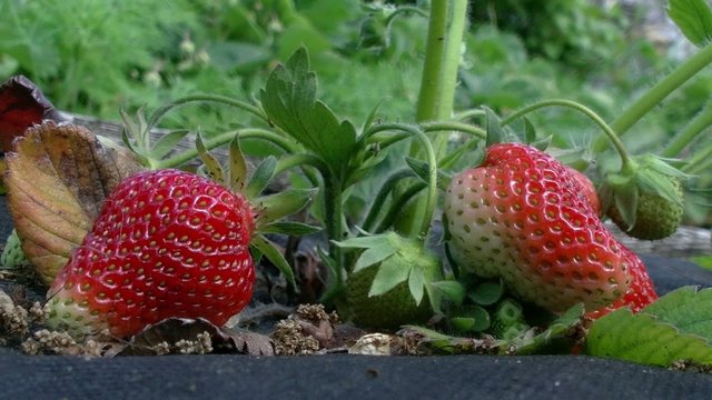 strawberry ripens 05/Strawberries growing at Agrotextile
