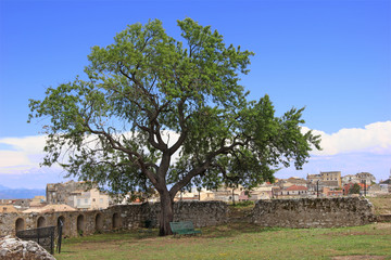 Lonely tree