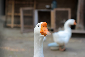 goose