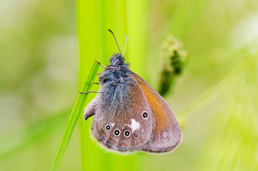 Blue butterfly sit on branch. Russian nature