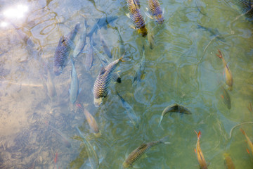 Flock of fish in  water