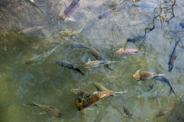 Flock of fish in  water