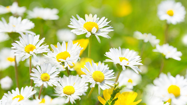 Fototapeta Gänseblümchen