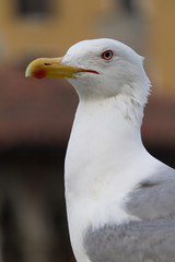 seagull posing for the photographer