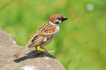 Fototapeta premium 日本のスズメ