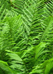 ferns
