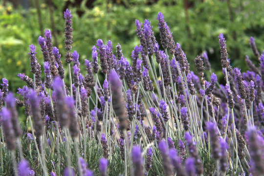  lavanda, alhucema, espliego o cantueso