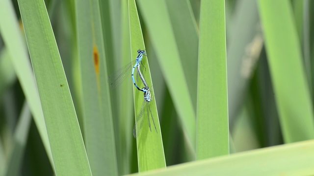 Hufeisen-Azurjungfer,Coenagrion puella bei der Paarung