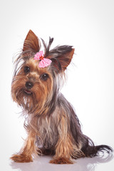 confused little yorkshire terrier puppy dog