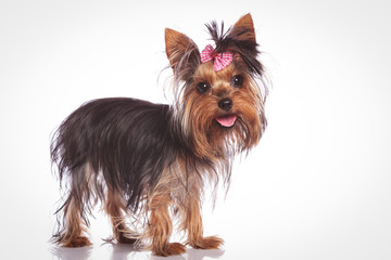 cute yorkshire terrier puppy dog standing