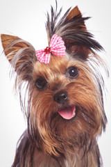 face of a cute yorkshire terrier baby dog looking happy