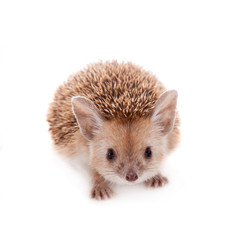 Obraz premium Long-eared hedgehog on white