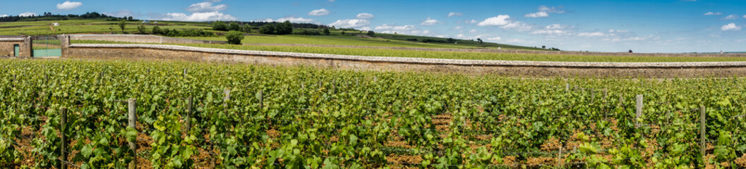 Fototapeta na wymiar vignes en Bourgogne
