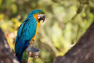 Blue and Yellow Macaw